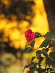 山茶花21-①