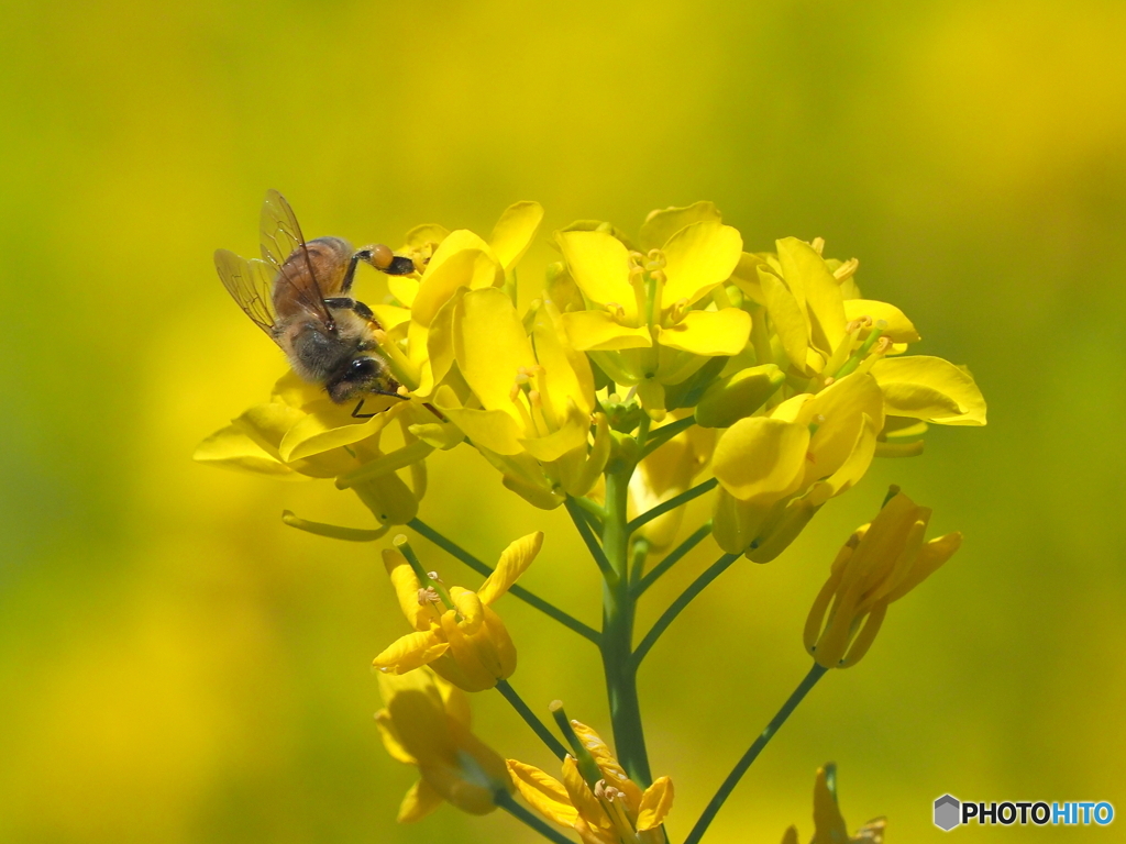 菜の花とミツバチ23-①
