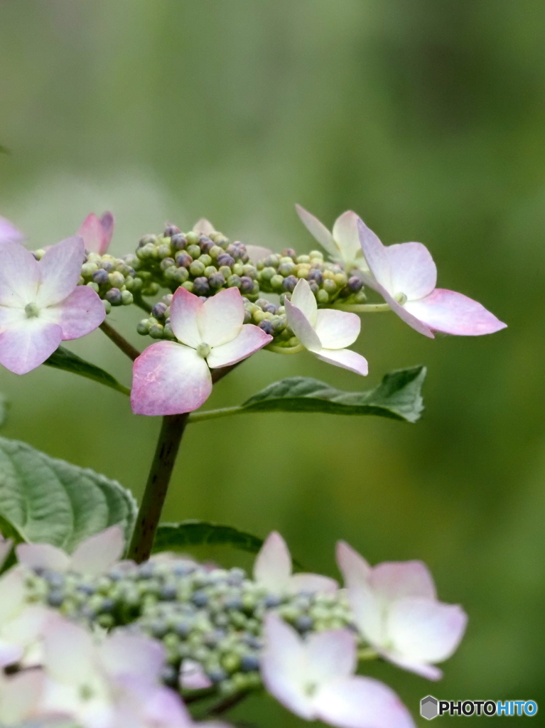 紫陽花25-①