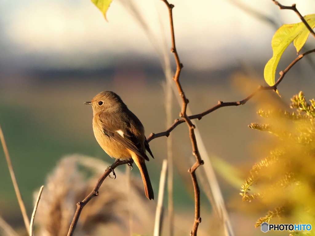 ジョウビタキ361