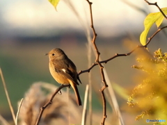 ジョウビタキ361
