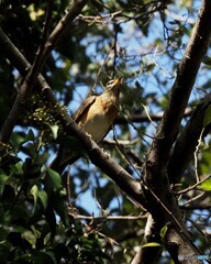 マミチャジナイ04