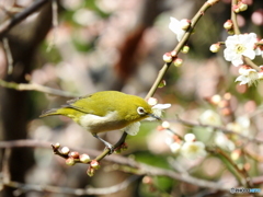 春メジロ28