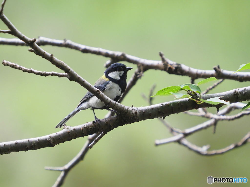 シジュウカラ284