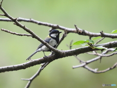 シジュウカラ284