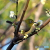 春メジロ193