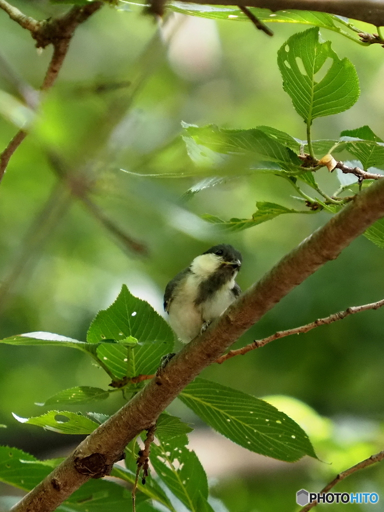 シジュウカラ256
