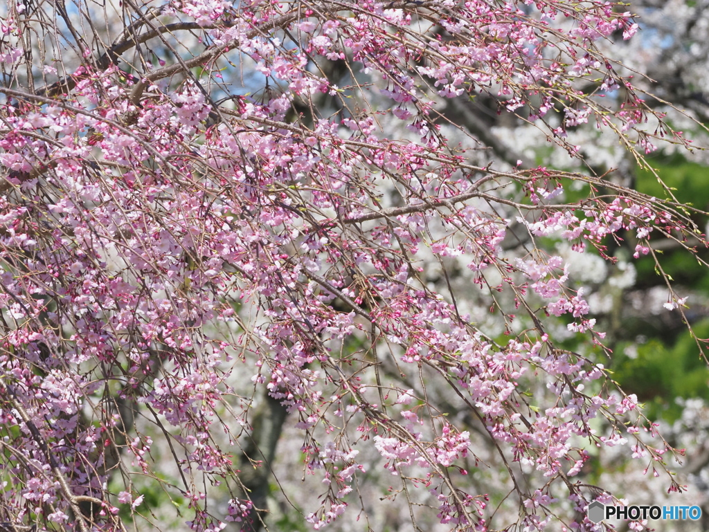 枝垂桜24-①