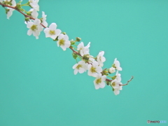 雪柳⑦