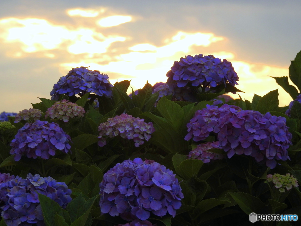 紫陽花18-④