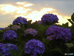 紫陽花18-④