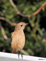 ジョウビタキ48