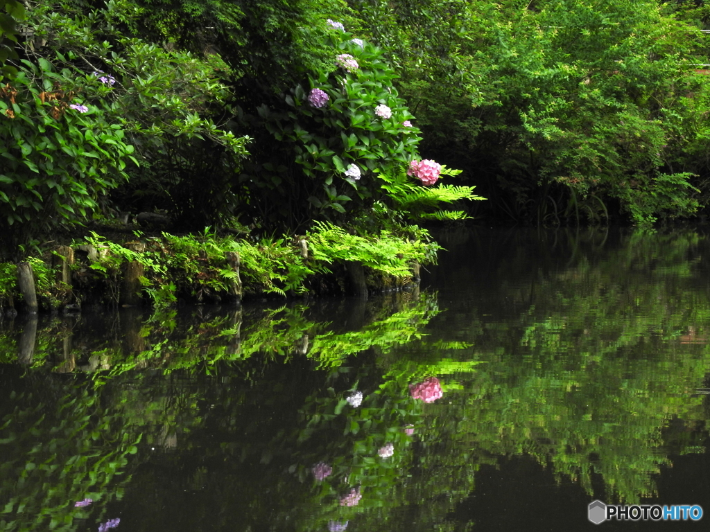 紫陽花17-⑦