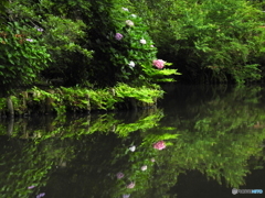 紫陽花17-⑦