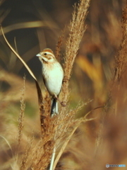 オオジュリン81