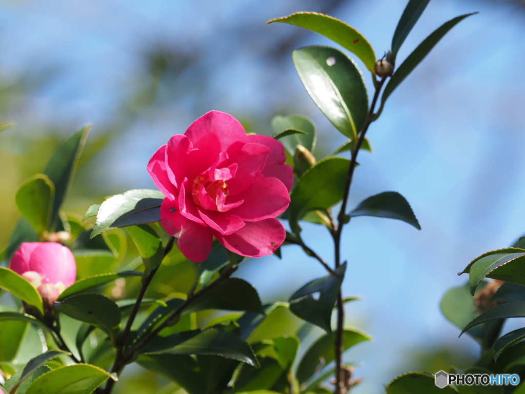 山茶花24-④