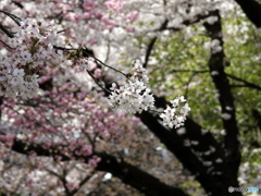 桜19-⑤