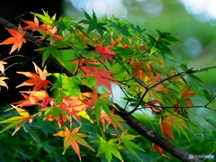紅葉21-①