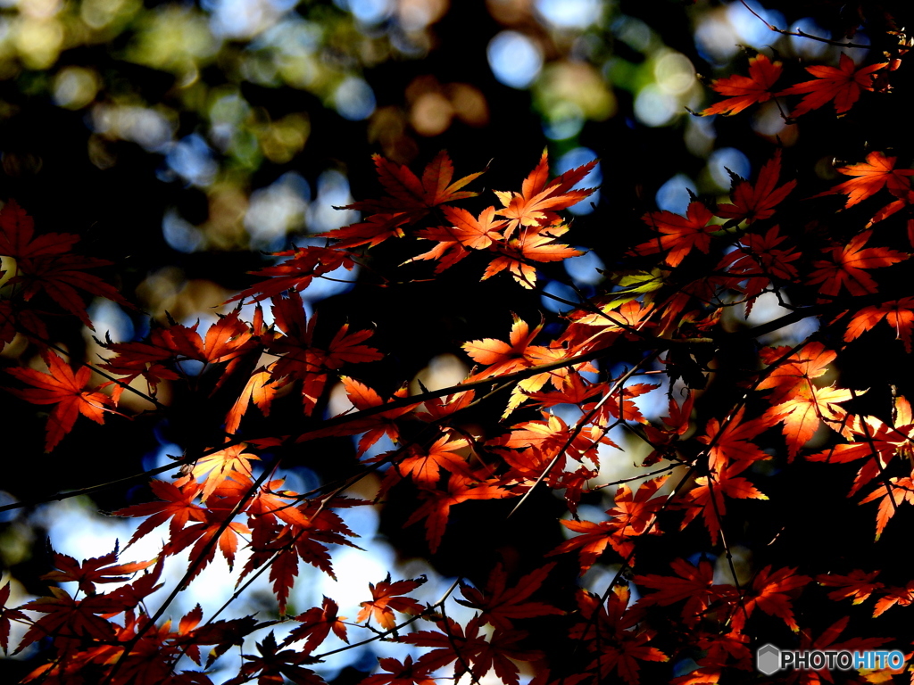 紅葉18-①