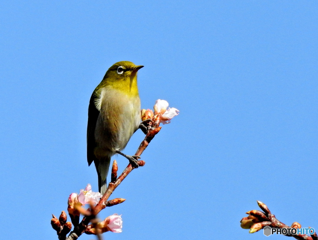 春メジロ57