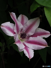 クレマチス22-①