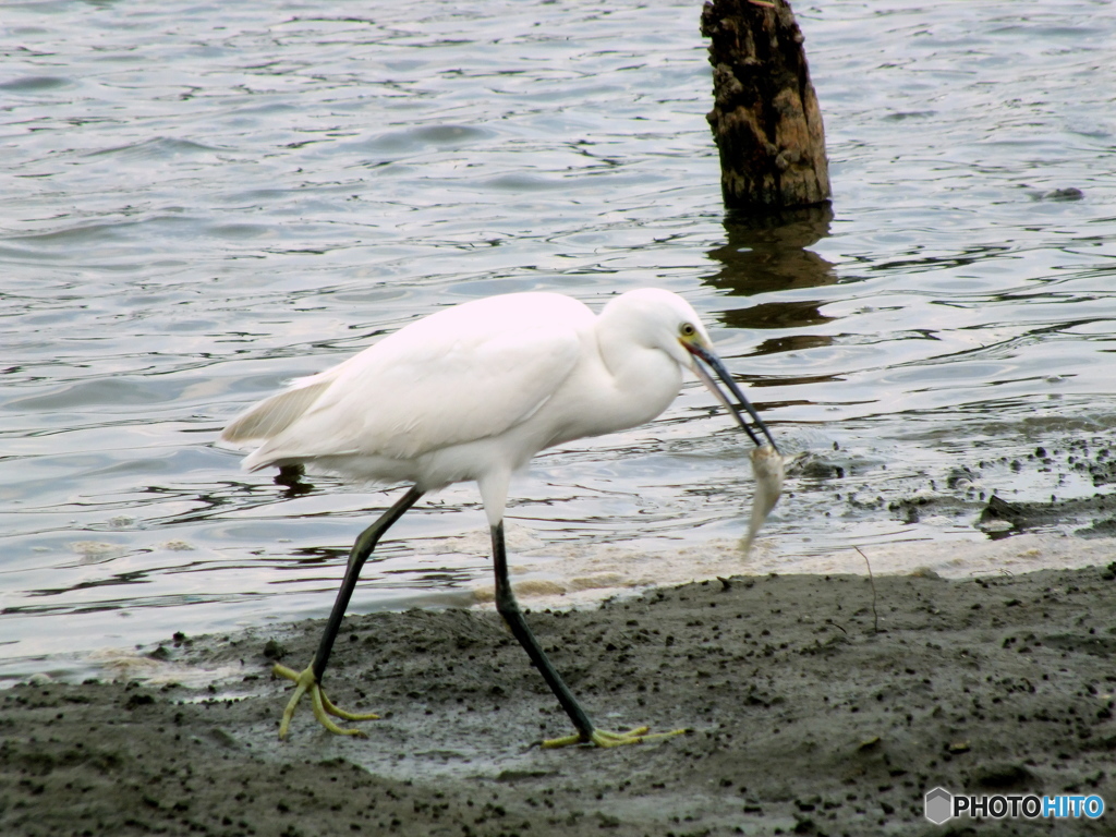 シラサギ07