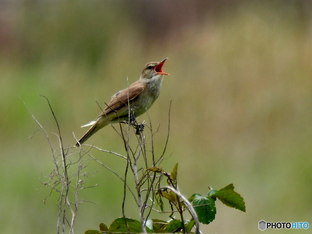 オオヨシキリ82