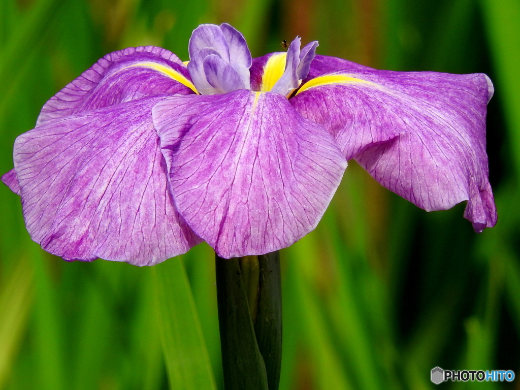花菖蒲08
