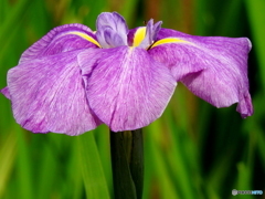 花菖蒲08