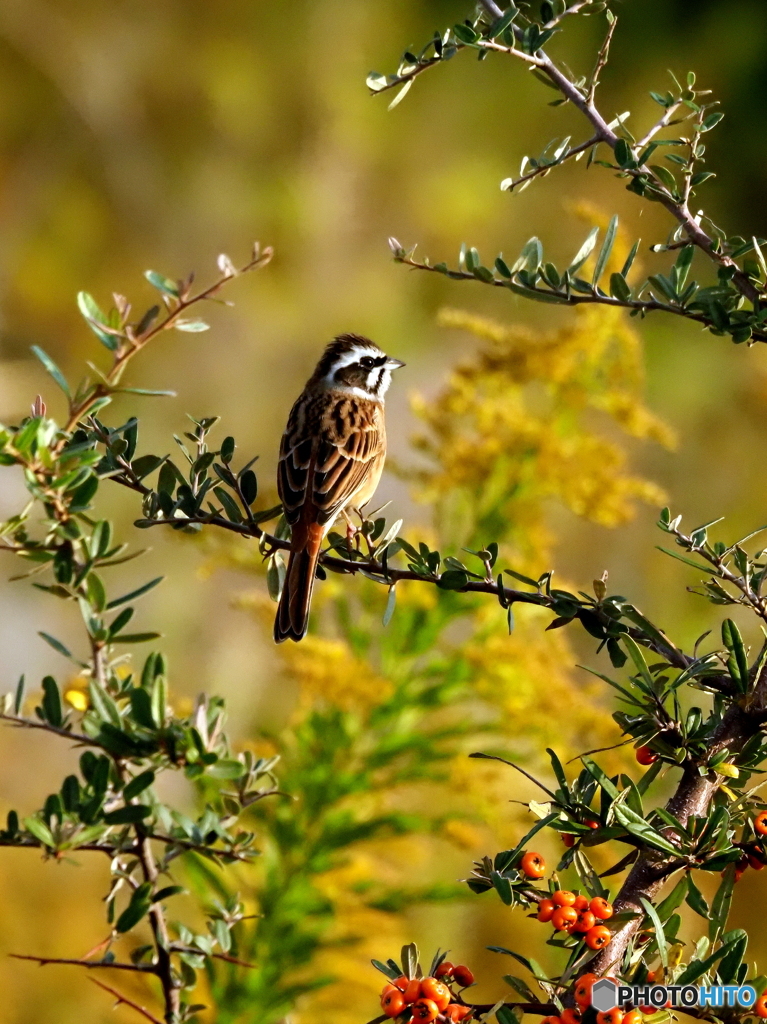 ホオジロ373