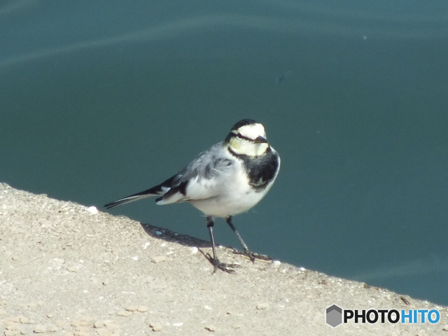 ハクセキレイ01