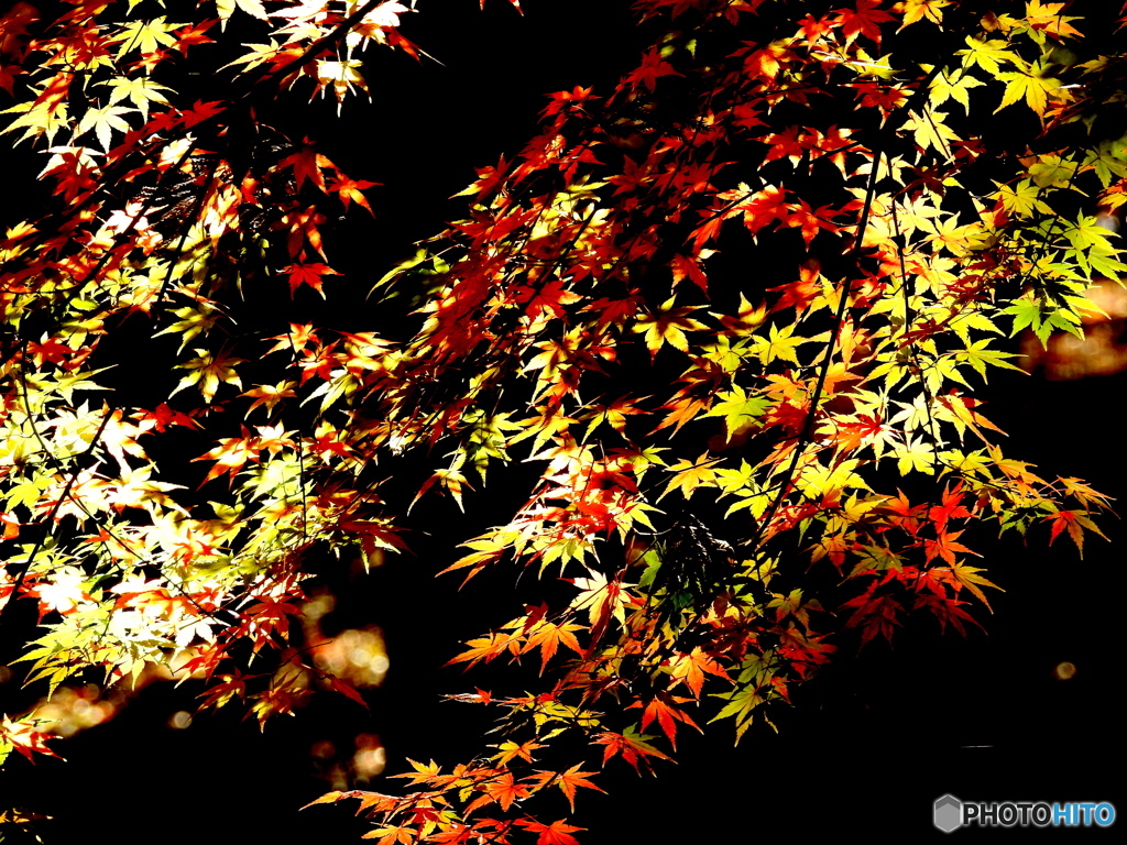 紅葉17-⑬