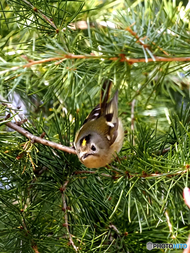 キクイタダキ26