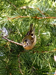 キクイタダキ26