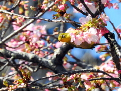 春メジロ08
