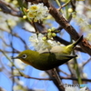 春メジロ128