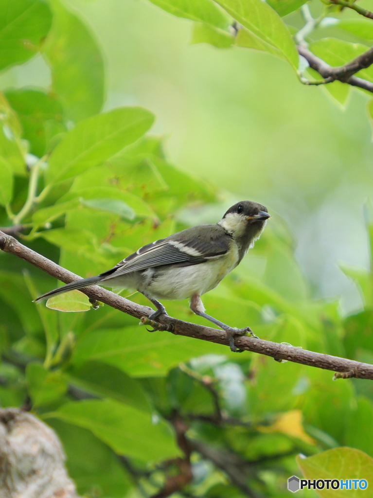 シジュウカラ292