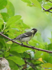 シジュウカラ292
