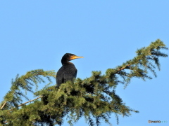 カワウ15