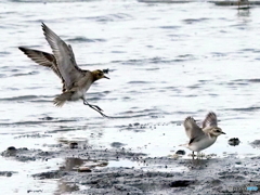 ムナグロ81 ムナグロ81