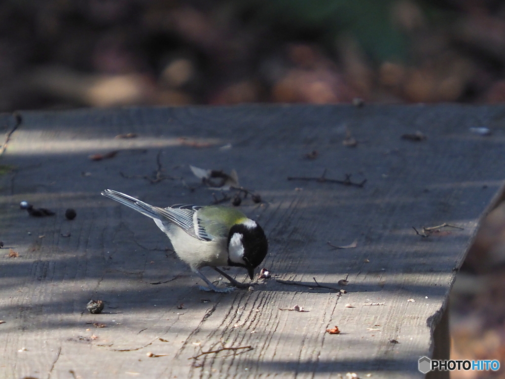 シジュウカラ304
