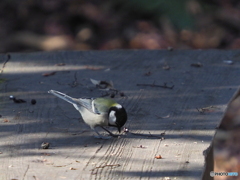 シジュウカラ304