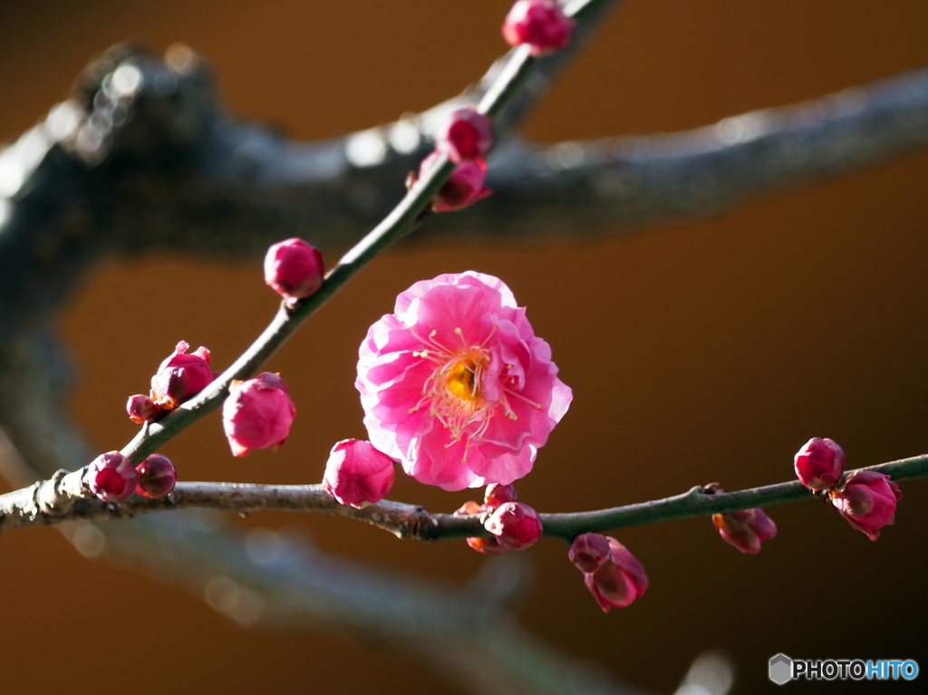 紅梅25-⑥