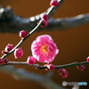 紅梅25-⑥