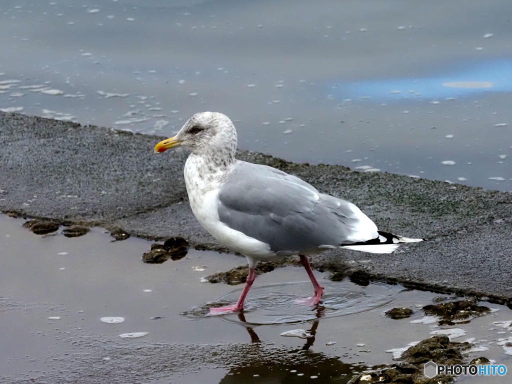 オオセグロカモメ06