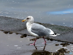 オオセグロカモメ06