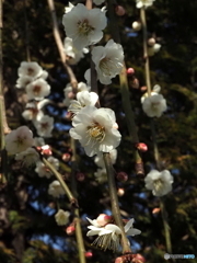 枝垂れ白梅26-②