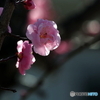 紅梅24-⑥