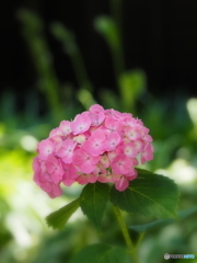 紫陽花18-①