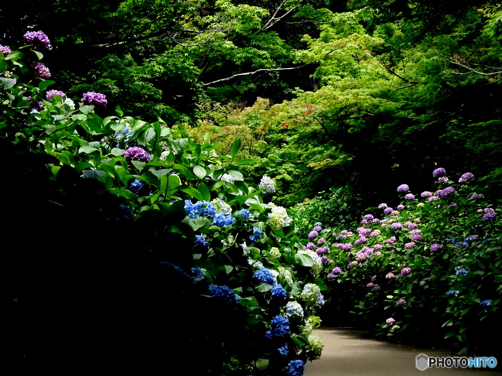 紫陽花01